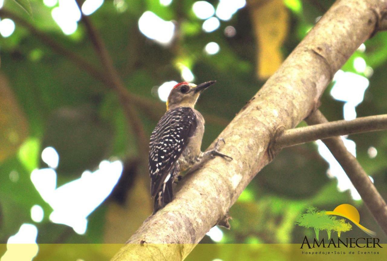 Hospedaje Amanecer Turrialba Exterior foto